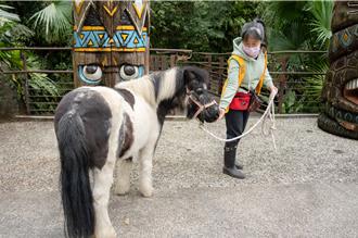 台北動物園周一獨特風景 近距離看野生迷你馬、家驢