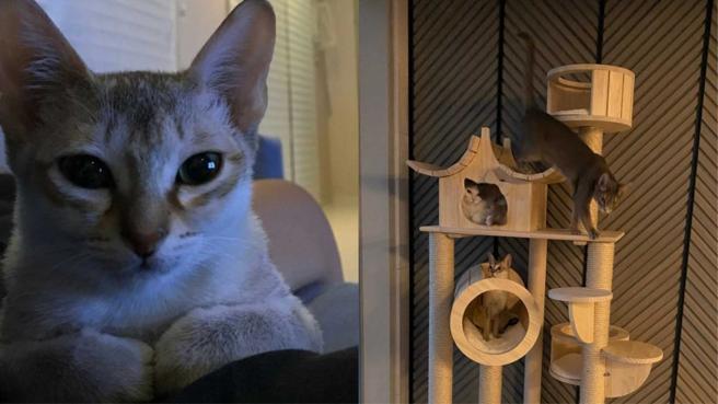 徐康俊养了三只猫喵星人的近况，难过透露 「oki」已经离开他了，如果能再次见面，他想什么都不做，就这样抱着oki待上1分钟。（图／翻摄徐康俊IG、韩网）