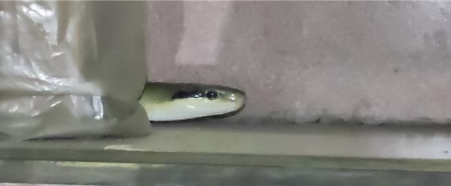 台東縣卑南鄉初鹿地區某民宅赫見約2公尺長的蛇。（台東警分局提供／蔡旻妤台東傳真）