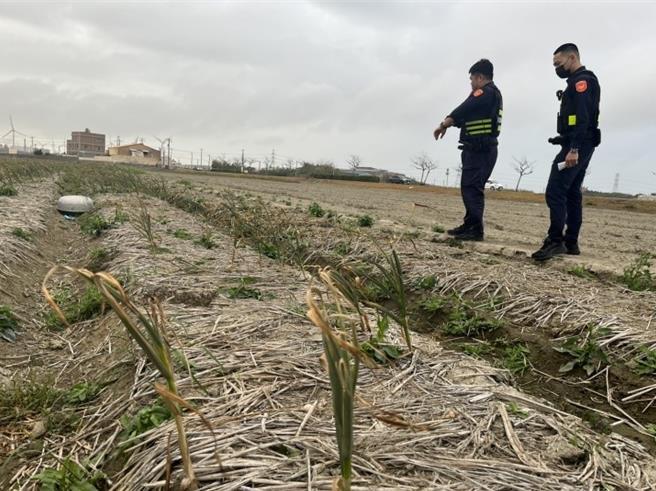 彰化县伸港乡红蒜头减产价昂，为怕宵小觊觎，警方已展开护农专案，加强巡逻。（警方提供／叶静美彰化传真）