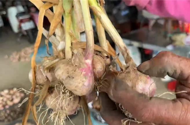 彰化县伸港乡红蒜头，蒜瓣较小，以辛辣闻名。（民眾提供／叶静美彰化传真）