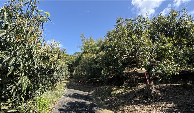 目前内门地区龙眼开花率已达7成，为近年来最理想的花况，农民正密切关注后续天气变化，盼能迎来丰收的一年。（林雅惠摄）