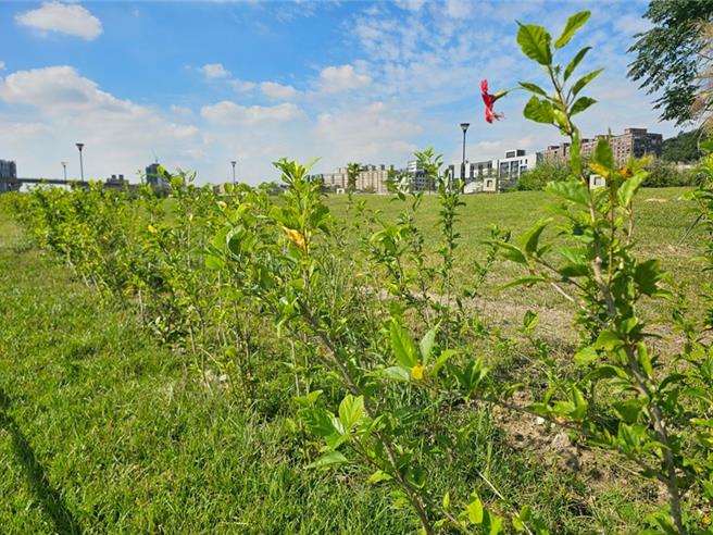 三池區周圍種植植栽綠籬，以區隔汙水設施與休憩區之場域，讓民眾能夠有一個更加安全的休閒場所。（新北市水利局提供）