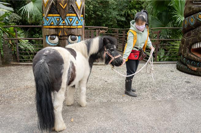 北动物园儿童动物区不定期在周一下午，让迷你马及家驴走进游客步道，路线不固定。（台北动物园提供）