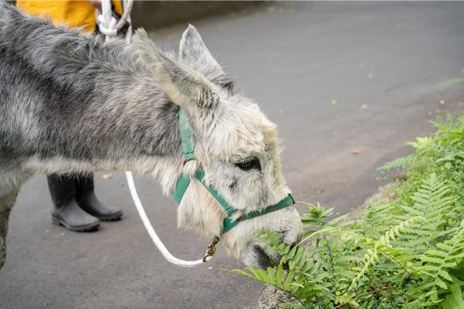 迷你马和家驴散步沿路走走停停，有时在草皮打滚或啃口路边植物、捡拾果实吃。（台北动物园提供）