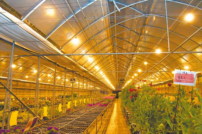 彰化縣農民採用電照方式，來調節花卉的生長及調控花期。（彰化縣政府提供／葉靜美彰化傳真）