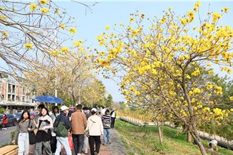 遊嘉義賞季節限定黃花 潮風鈴野餐音樂市集周末登場