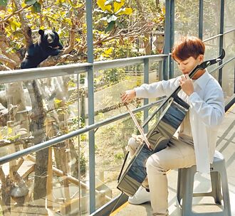 捷克瀕危小懶猴登台 黑熊音樂會慶生