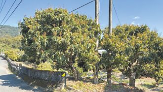 高雄內門龍眼開花率7成 農民笑了