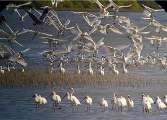黑琵北返季迎最佳賞鳥時機 台南北門井仔腳群聚數百隻 