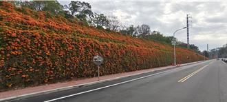 避開擁擠銅鑼花牆 到苗栗賞炮仗花秘境曝光