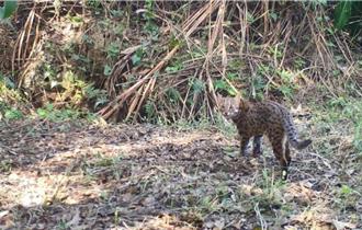 保護石虎！苗栗縣長指示農業處及警局約制狩獵活動