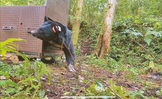 黑熊「達古阿里」現蹤花蓮玉里 曾遭陷阱夾斷4指 今疑再負傷