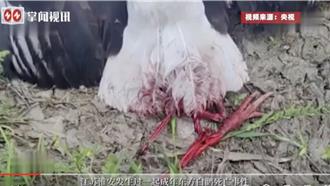 陸攝影發燒友濫用無人機 東方白鸛慘遭絞斷雙腿