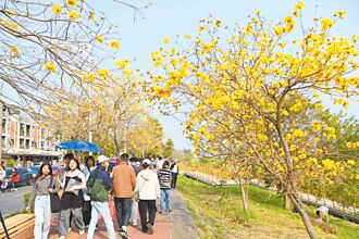 嘉義 黃花瘋 八掌溪兩岸市集拚場