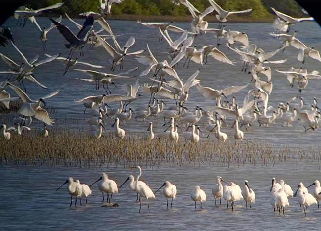 台南市沿岸溼地出現黑琵大量群聚，台江管理處表示，是黑琵準備北返的現象。（台江管理處提供／程炳璋台南傳真）