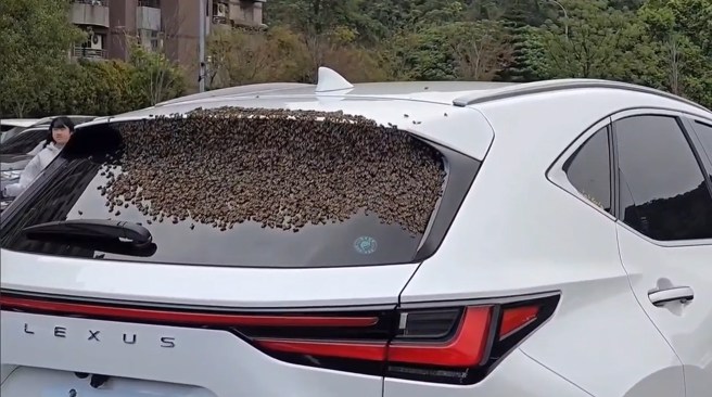 故宫外的停车场内，有蜂群聚集在一辆白色休旅车后挡玻璃，民眾看到都不敢靠近，用手机拍下奇景PO网引起讨论。（翻摄爆料公社）