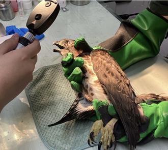 桃園野生動物「窗殺案」激增 救傷地圖首度大公開