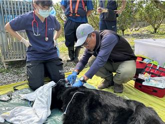 野放黑熊「達古阿里」被捕 體重減輕28公斤 不排除長期安置