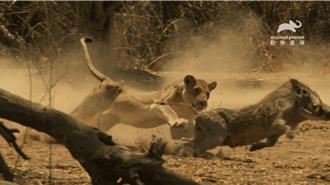 《野地刺客》直擊全球物種面對生存危機的本能手段