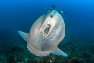 翻車魚不只吃水母 農業部最新研究成國際首創