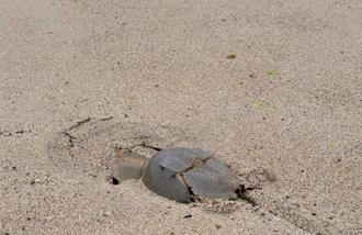 生態保育有成？「活化石」三棘鱟成對現蹤澎湖中屯沙灘