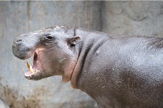 侏儒河馬Thabo來台4個月離世 北市動物園曝原因
