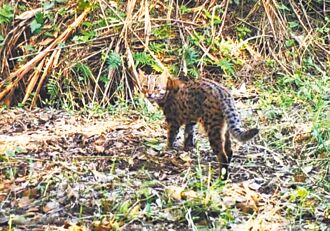 鍾東錦下令 獵犬禁入石虎熱區