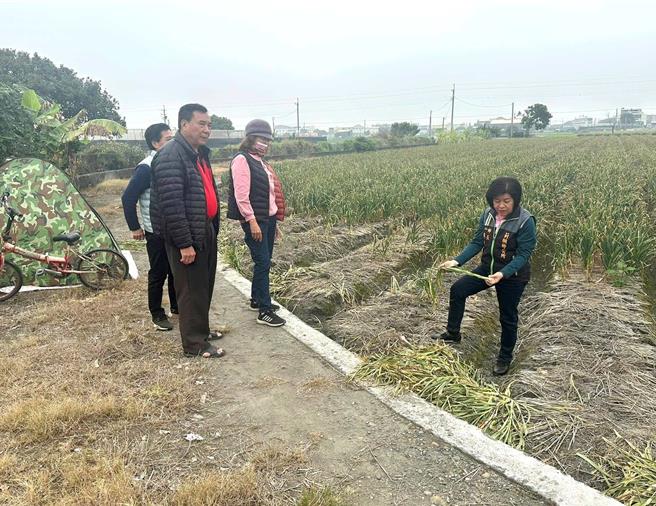 云林县莿桐乡蒜农8日巡查蒜田，发现约300株蒜头被偷，田边看护犬还遭残忍割喉杀死，乡长廖秋蓉10日谴责小偷太可恶，警方已全力缉凶并启动护蒜专案。（翻摄自廖秋蓉脸书／张朝欣云林传真）