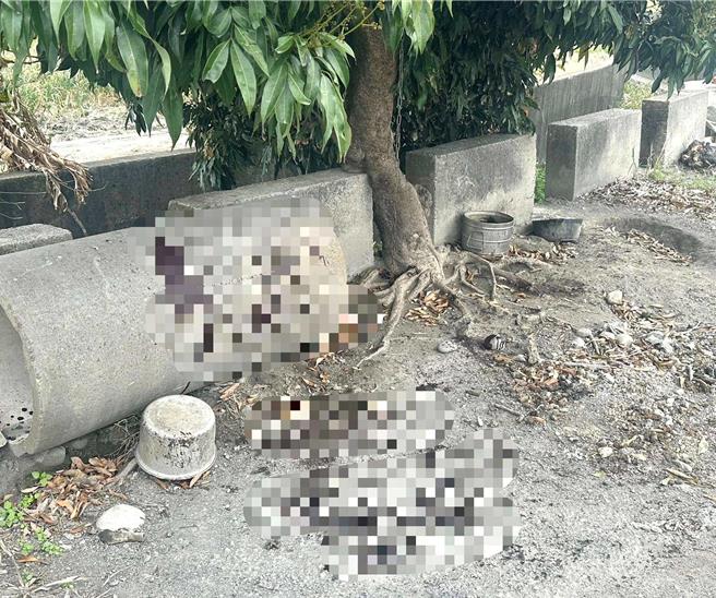 云林县莿桐乡蒜农8日巡查蒜田，发现约300株蒜头被偷，田边看护犬还遭残忍割喉杀死，乡长廖秋蓉10日谴责小偷太可恶，警方已全力缉凶并启动护蒜专案。（翻摄自廖秋蓉脸书／张朝欣云林传真）