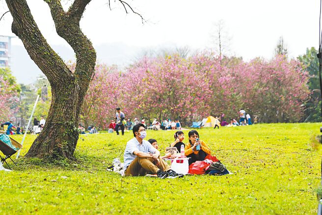 三峽碧螺春產季將至，新北市農業局邀請民眾3月15、16日到國立台北大學三峽校區心湖旁大草坪野餐。（新北市農業局提供／陳慰慈新北傳真）