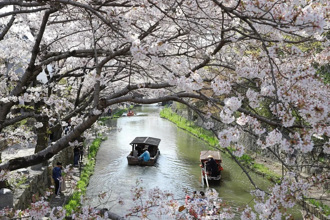 沉醉古都春日即景　遠離塵囂京都近郊絕美賞櫻日常