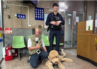 巨型貴賓犬閒晃迪化老街   警車「載不下」員警當溜狗帶回安置