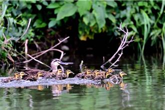 台東高空煙火嚇走大坡池水鳥 環團籲暫停施放