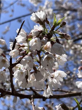 大雪山霧社櫻盛放 雪白浪漫美景超吸睛