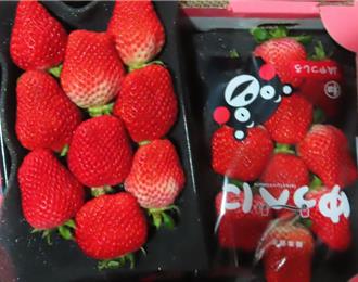 日本黃柚、鮮草莓「農藥超標」 逾300公斤遭攔下