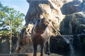 抵台僅4個月！侏儒河馬Thabo病逝 台北動物園回應了