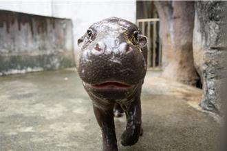 侏儒河馬「Thabo」猝逝 動團籲：動物不該成宣傳工具