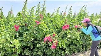 好繽紛！動員百餘人力栽培 台南學甲蜀葵花節3／15開幕