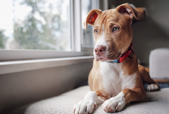 男和女友滾床單 左大腿突中彈 回頭見凶手竟是愛犬