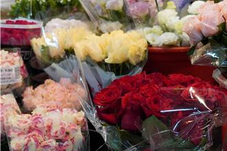 迎白色情人節 板橋花市消費打卡送萬金杜鵑