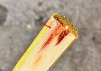 家中甘蔗「變紅」快扔！ 陸女不捨得吃完竟中毒送醫