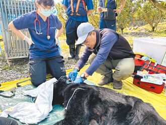 花蓮 黑熊勤跑果園覓食 遭誘捕健檢