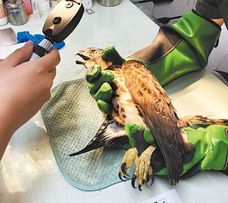 桃園 野鳥窗殺增 救傷地圖首公開