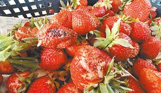 國姓枇杷、草莓災損救助 即起申請