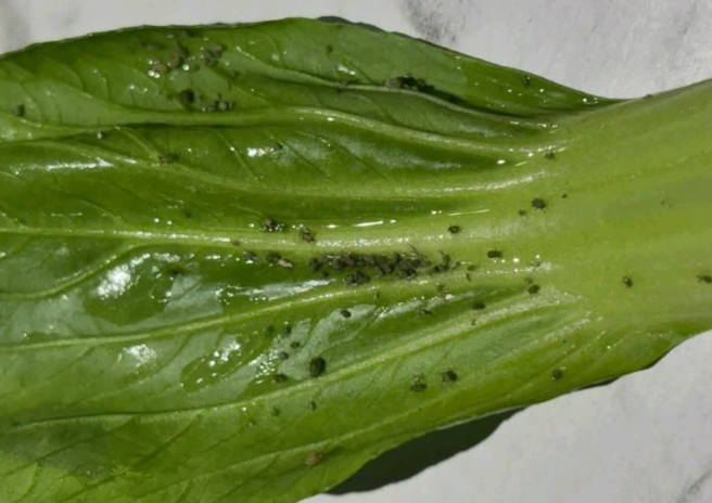 一名网友到火锅店吃饭，发现青江菜上有一大片黑点。（翻摄自爆料公社）