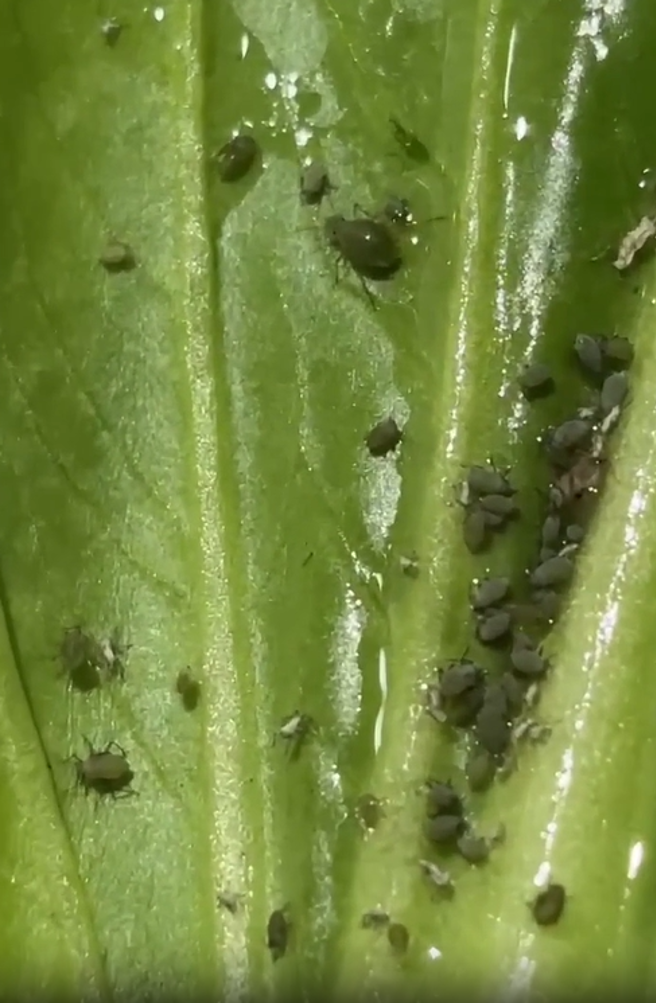 青菜上一粒粒黑点不是沙子，是蚜虫。（翻摄自爆料公社）