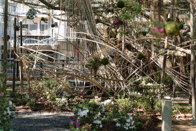 万金杜鹃花展约在3月中旬盛开，展期至3月30日止。（图/新北市政府农业局提供）