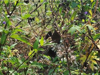 史上最早！紫斑蝶遷徙每分逾300隻 林內鄉國道封道讓蝶