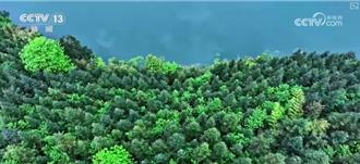 植樹節100年！陸成全球「增綠」最快最多國家